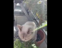 Brown cat in clay pot white flowers 