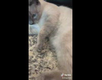 Guy pushes cat off halloween themed chocolate  