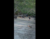 White bikini girl tree branch dog beach 