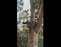 Black white cat sticks to tree velcro