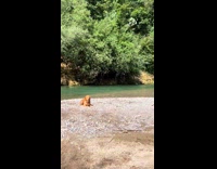 Dog likes to scream plays in water
