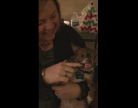 Chihuahua growls and shows sharp teeth