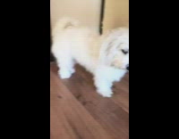 White dog with pink hair bows on head