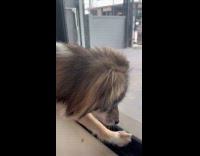 Dog at glass door look at snake outside