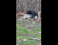 skunk eats from plastic tray