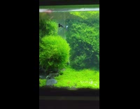 Fish tank beautiful decoration aquascaping plants rocks