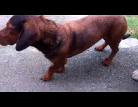 Dog howls hearing emergency sirens