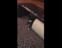 Collab KaleSaladIG - Blind Cat Troll