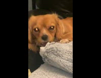 Dog bites the side of dog bed