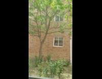 Small cottons float and fall like a snow