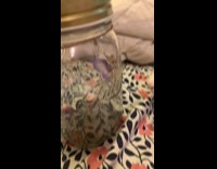 Woman shows my pet fairy toy to cat