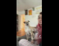 Excited dog is asked if it wants to go outside 