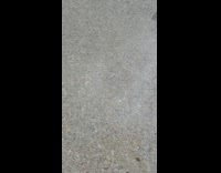 Small squid use tentacles hide under sand