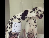dalmatian dog licking other damaion dog consistently 