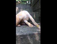 Cute puppy golden retriever chews on stick 
