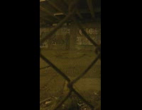 40 rats eat together in a circle 