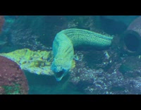 Guy voiceover eel open mouth at aquarium