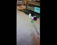 black white cat pink green toy 