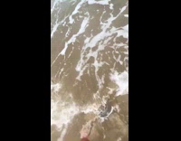 Collab Clips MPUGC - Shark swims back to shore thrown