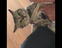 Cat wrapped in blanket gets nails cut 