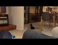 Cat likes watching DDOI videos on TV