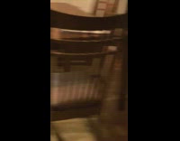 Dog carrying dumbbell weight around house 