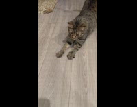 Girl petting fat tabby cat on chin