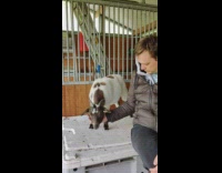 White brown goat asks to pet rub on its chin