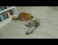 Two cats play wrestle white bookshelf shelf 