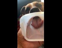 Dog drinks and loves goat milk cream 