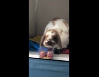 Brown white bunny rabbit shelf drops box 