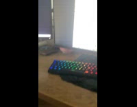 Gray cat watch DDOI on computer monitor