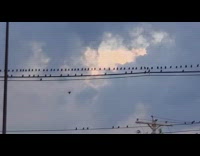 Black birds sit on power line sunset