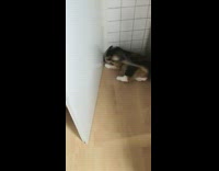 Black orange cat plays girl behind door 