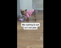 Small dog falls asleep after eating 