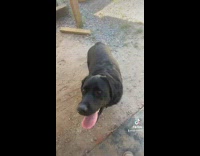 Black dog steals duckling from parents