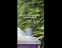 Leaves above porta potty chimney withering