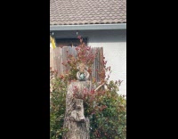 Squirrel sit on tree stump eat snack