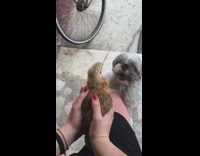 Dog jump super excited small yellow chicken