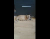 Cat Meows Back as Man Talks with it