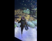 Janitor fish clean glass gawk gawk sound