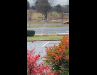 Collab DailyDoseOfInternet - Two wild fox mate on parking lot