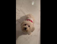 Guy train dog to sneeze on command