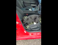Cat knead on jacket on car seat