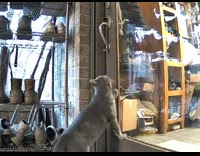 Cat jumps up to open the door