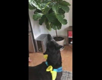 Black cat stands white cabinets above refrigerator 