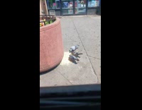 Pigeons Eat Bird Feeds by Pot on Sidewalk