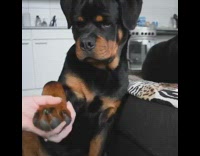 Girl files nails of large black dog 