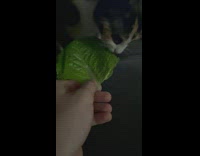 Owner feed cat with vegetable leaf