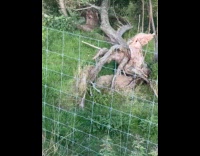 Dog stare at wood stump behind fence